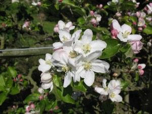 Pommier en fleur