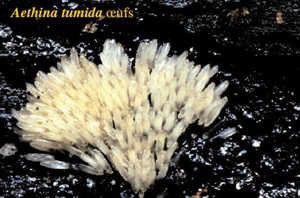 aethina_6