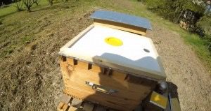 chasse abeille