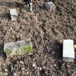 rucher_IMG_4043
