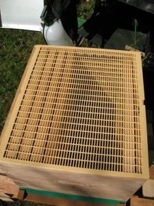 grille_reine_IMG_0489