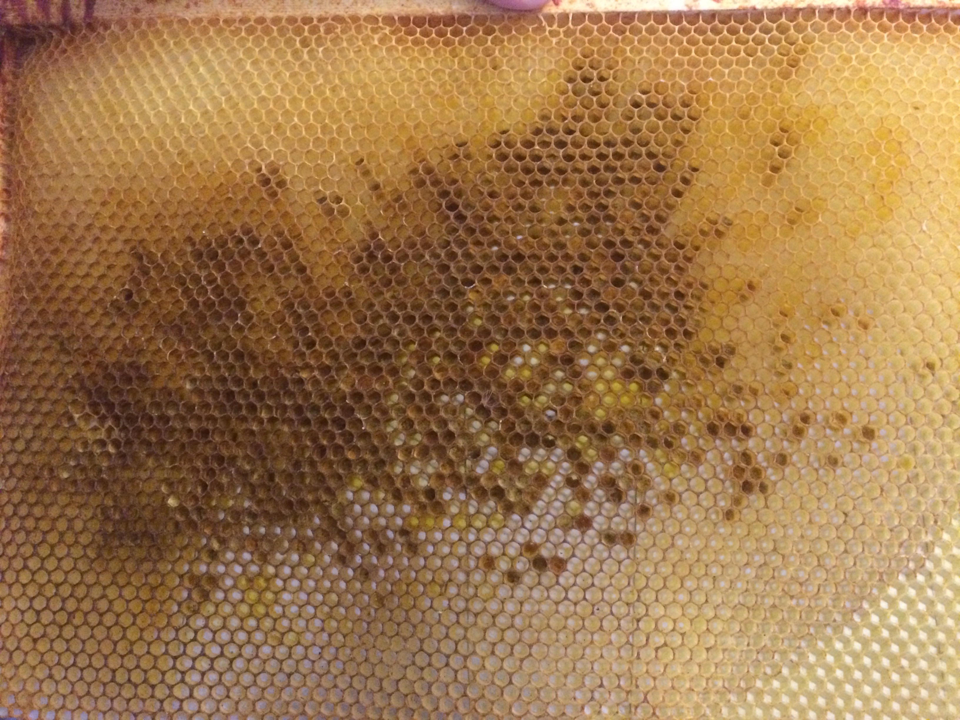 Cadre de cire boudé par les abeilles