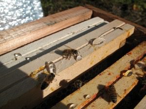 ouvriere_IMG_0598