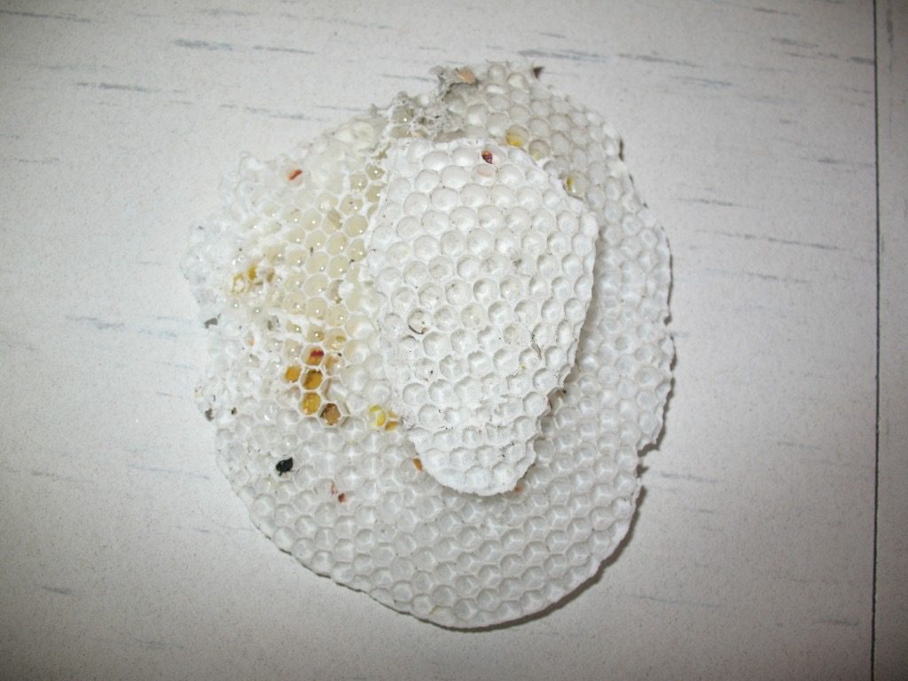 rayon_IMG_0620