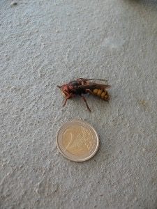vespa_crabo_IMG_0611