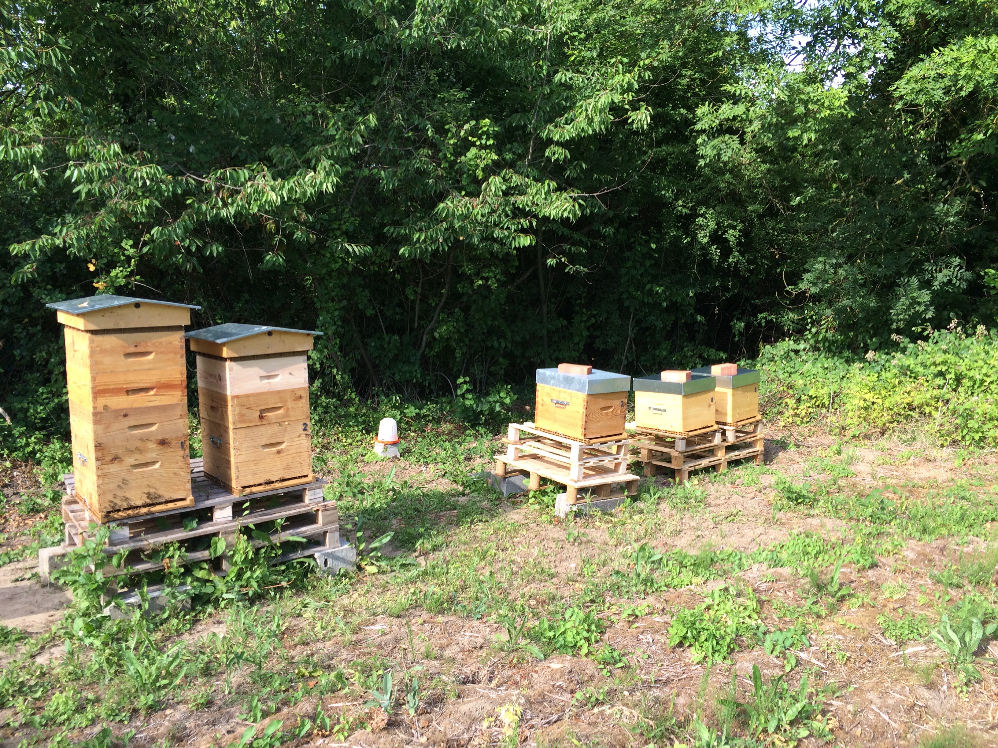 27 Juin 2015 : visite des ruchers