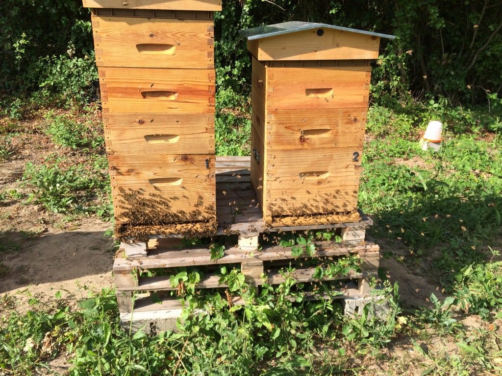 Abeilles en grappe