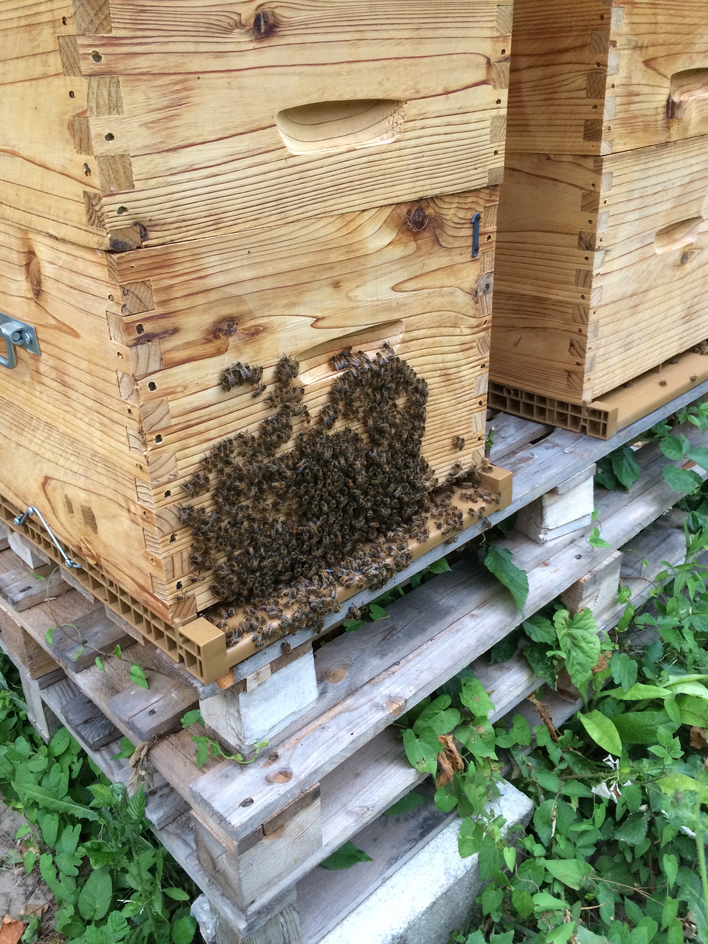 Réduction des entrées et abeilles en grappe