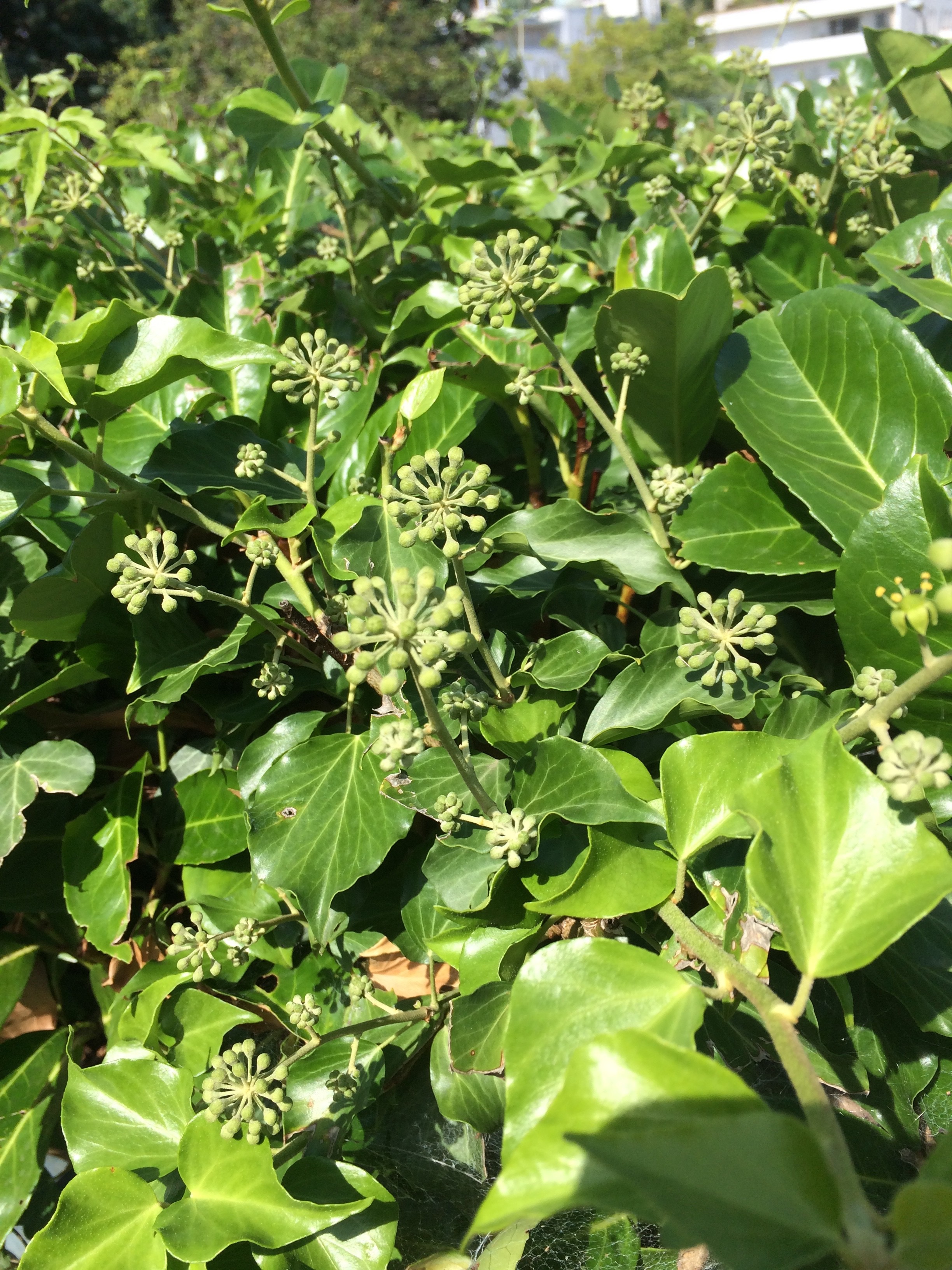 Le lierre est bientôt en fleurs