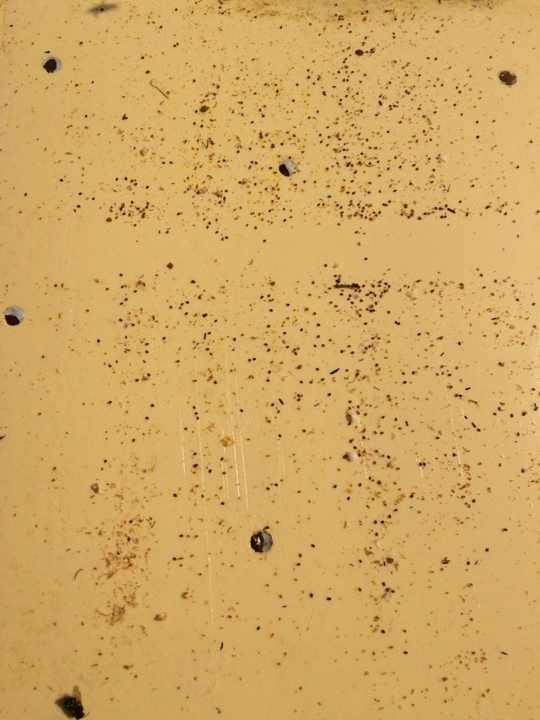 Varroa tombés et piègés dans le saindoux après traitement à l'acide formique