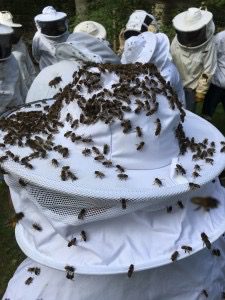 abeilles_IMG_4630