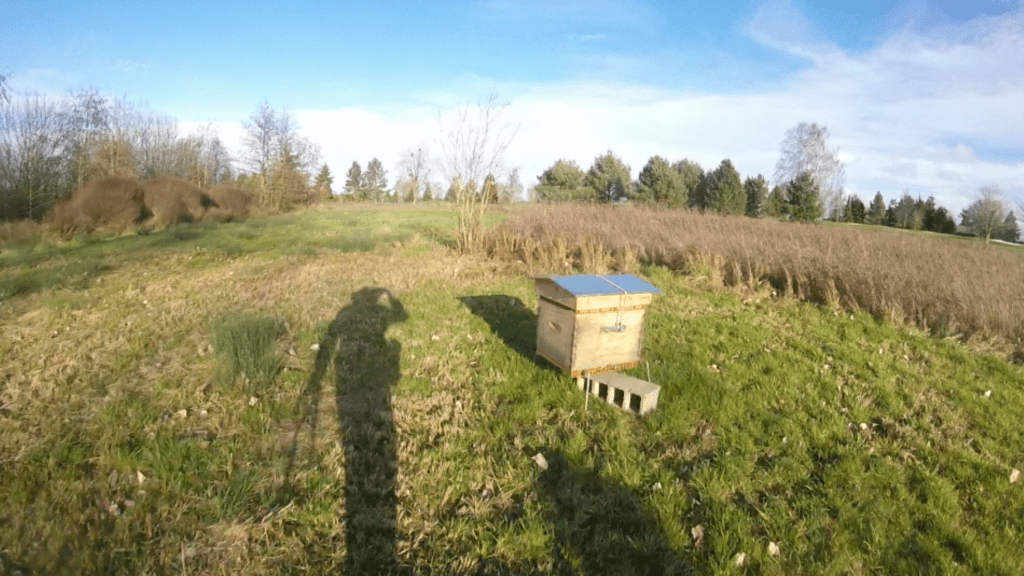 ruches et parpaings