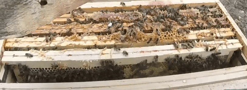 Visite du 29 Mars 2016 et pose des hausses