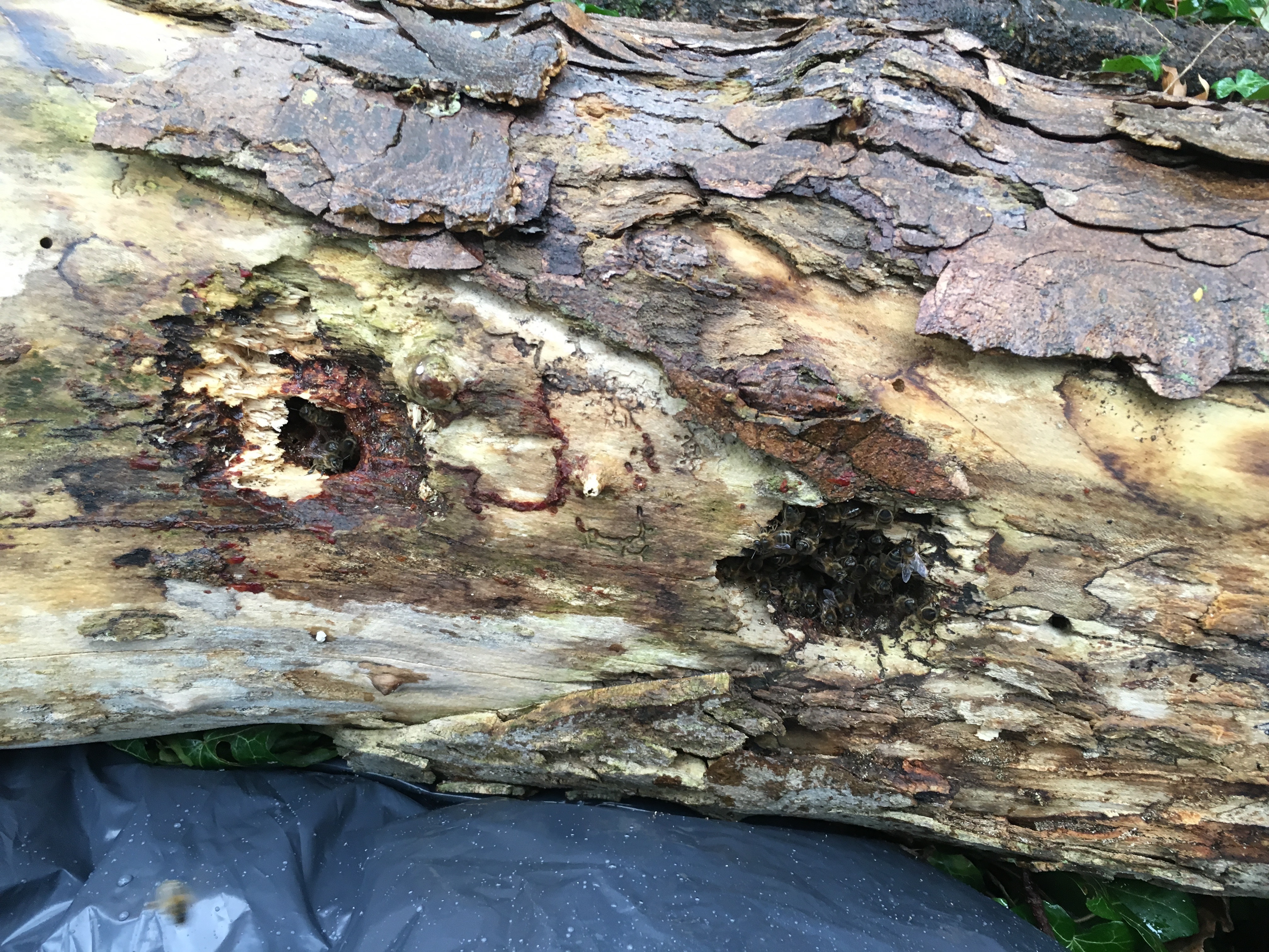 09 Mars 2016 Sauvetage d&rsquo;abeilles dans un tronc