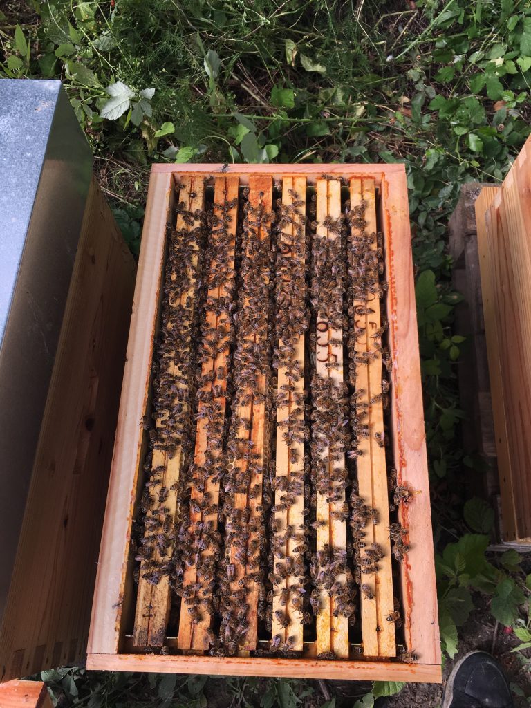 6 cadres couverts d'abeilles