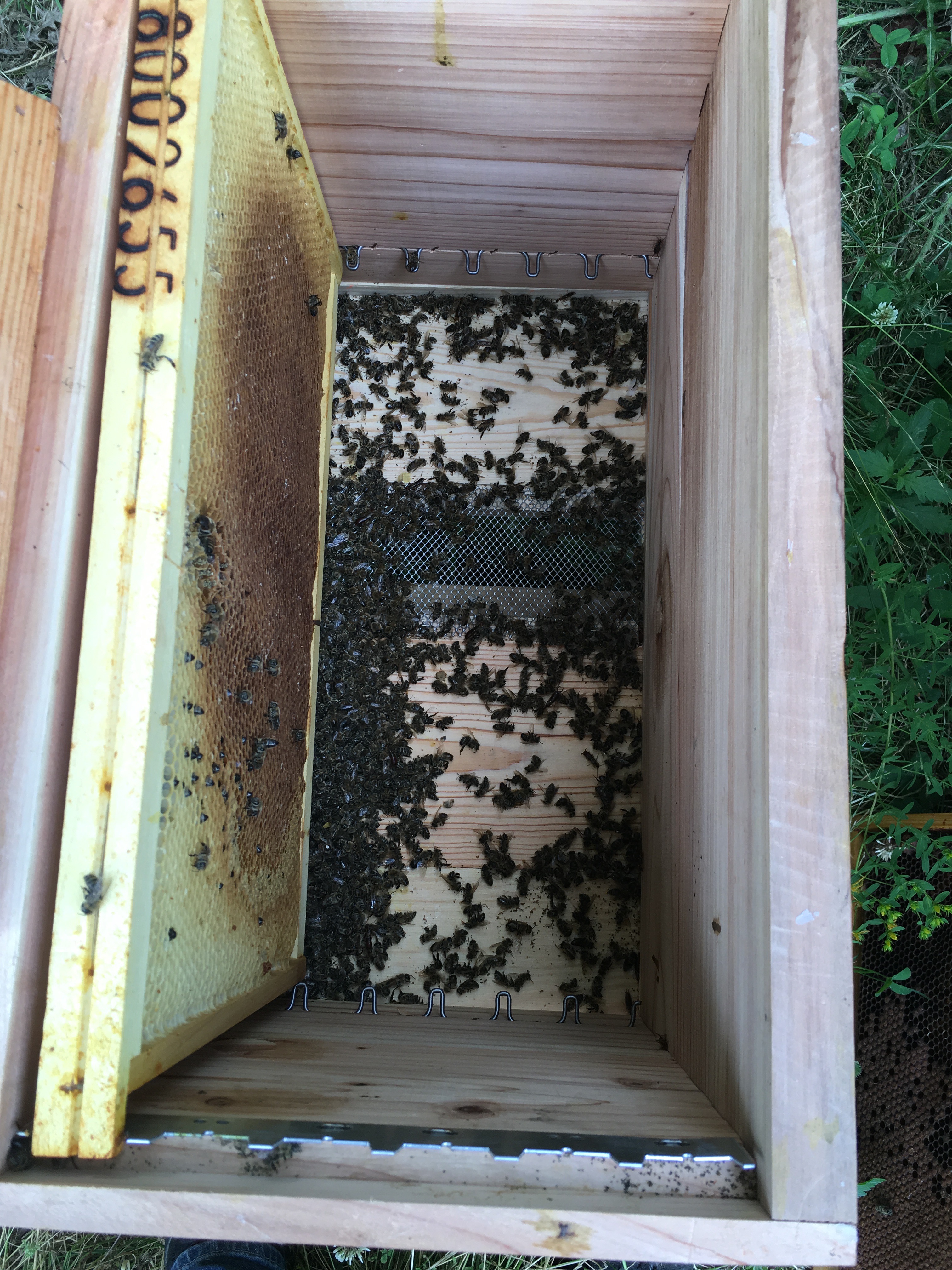 2016, mauvaise année pour l’apiculture