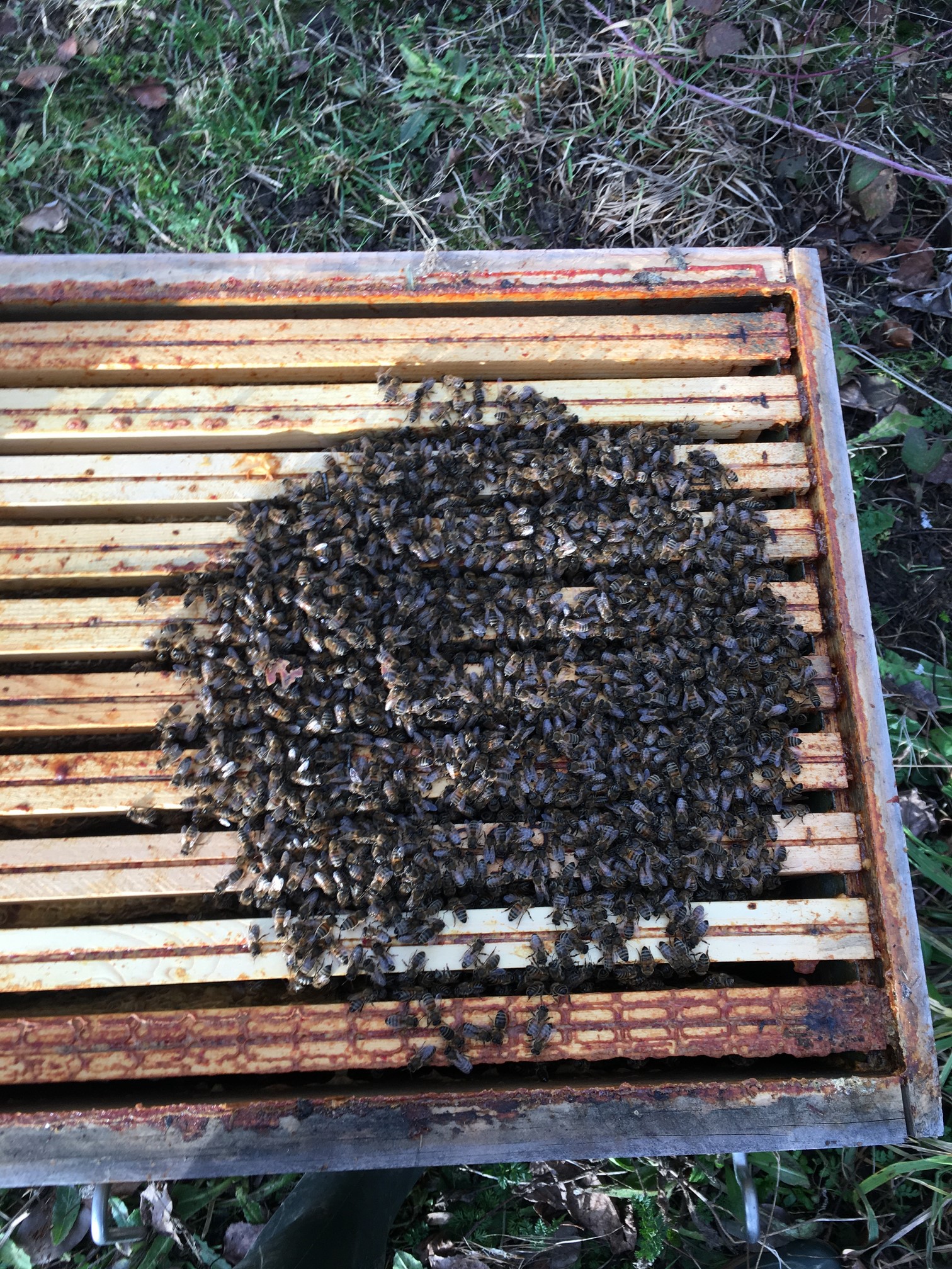 Abeilles en grappe Abeilles en grappe