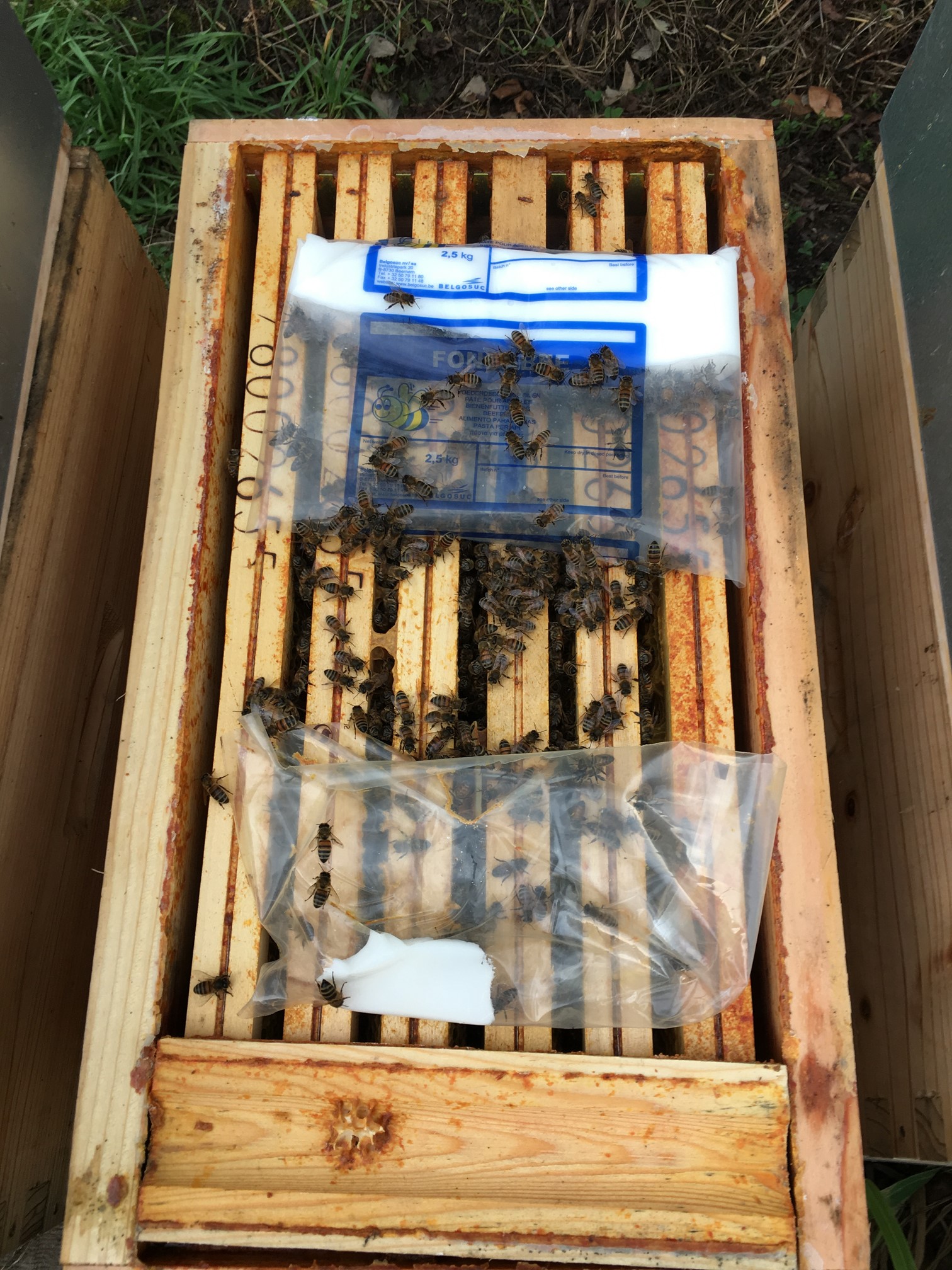 Abeilles ayant mangé presque tout le candi Abeilles ayant mangé presque tout le candi