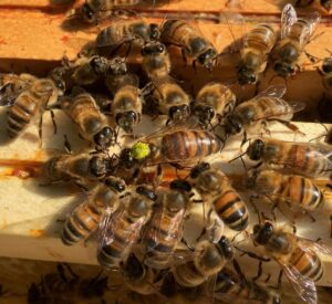 Elevage et vente d'essaims d'abeilles et reines Frère Adam Buckfast