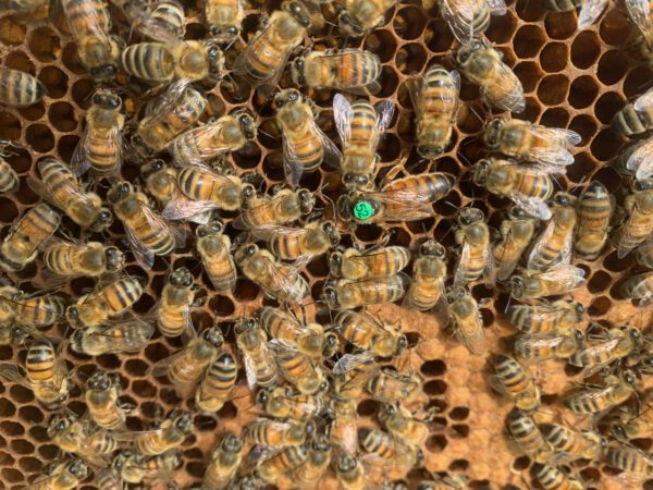 Stages d'initiation à l'apiculture par apiculteur professionnel