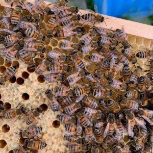 Vente directe d'essaims et reines