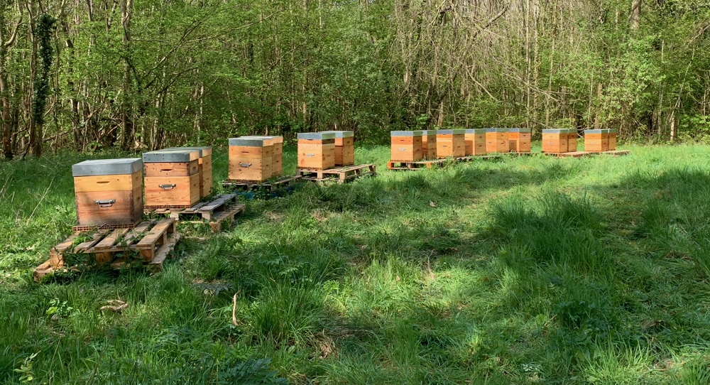 Les Ruchers d'Alexandre, apiculteur dans les Yvelines Les Ruchers d'Alexandre, apiculteur dans les Yvelines