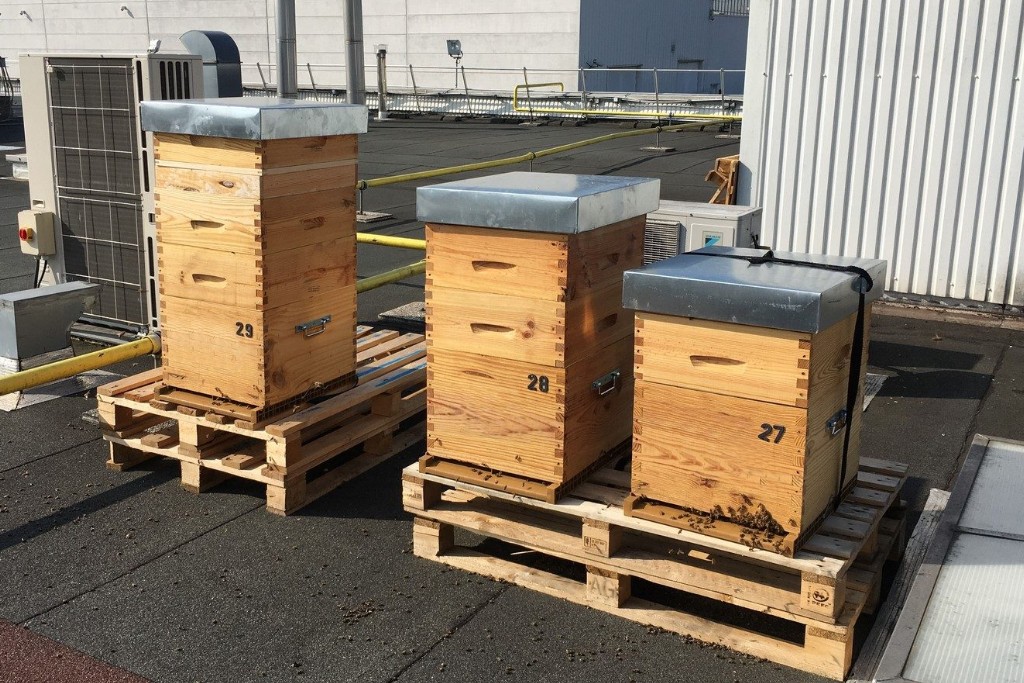 Les Ruchers d'Alexandre, location de ruches pour les entreprises et collectivités Les Ruchers d'Alexandre, location de ruches pour les entreprises et collectivités