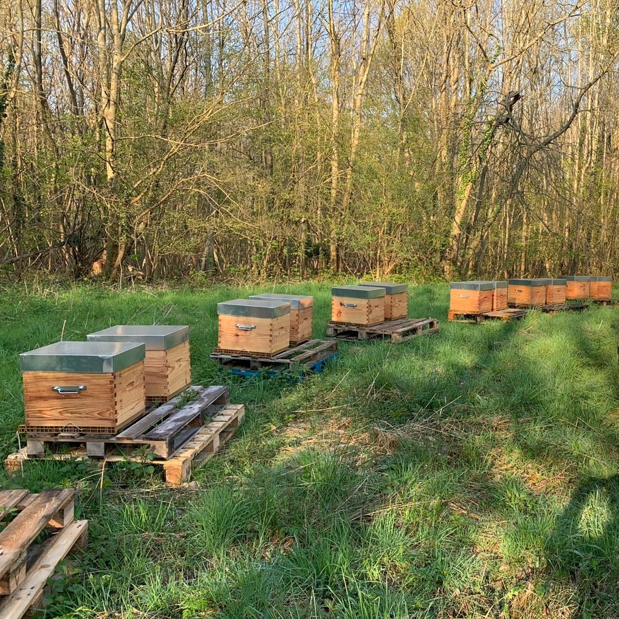 Parrainage de ruches, apiculteur dans les Yvelines