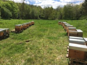Les Ruchers d'Alexandre, parrainage de ruches dans les Yvelines